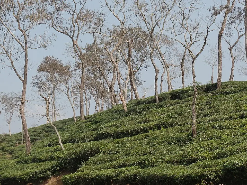 Why Visit Bangladesh