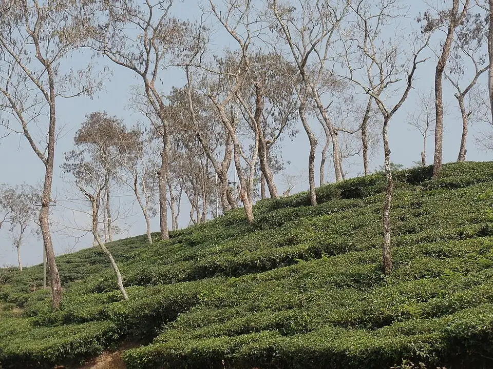 Srimangal