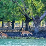 Sundarbans Mangrove