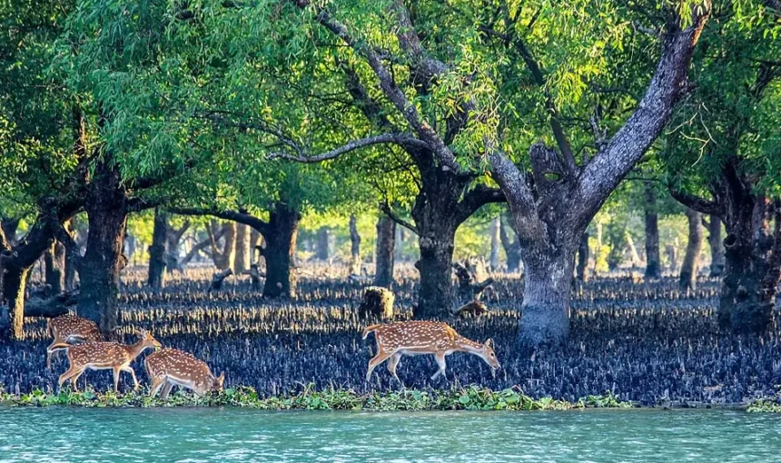 Best Adventure Sports in Bangladesh