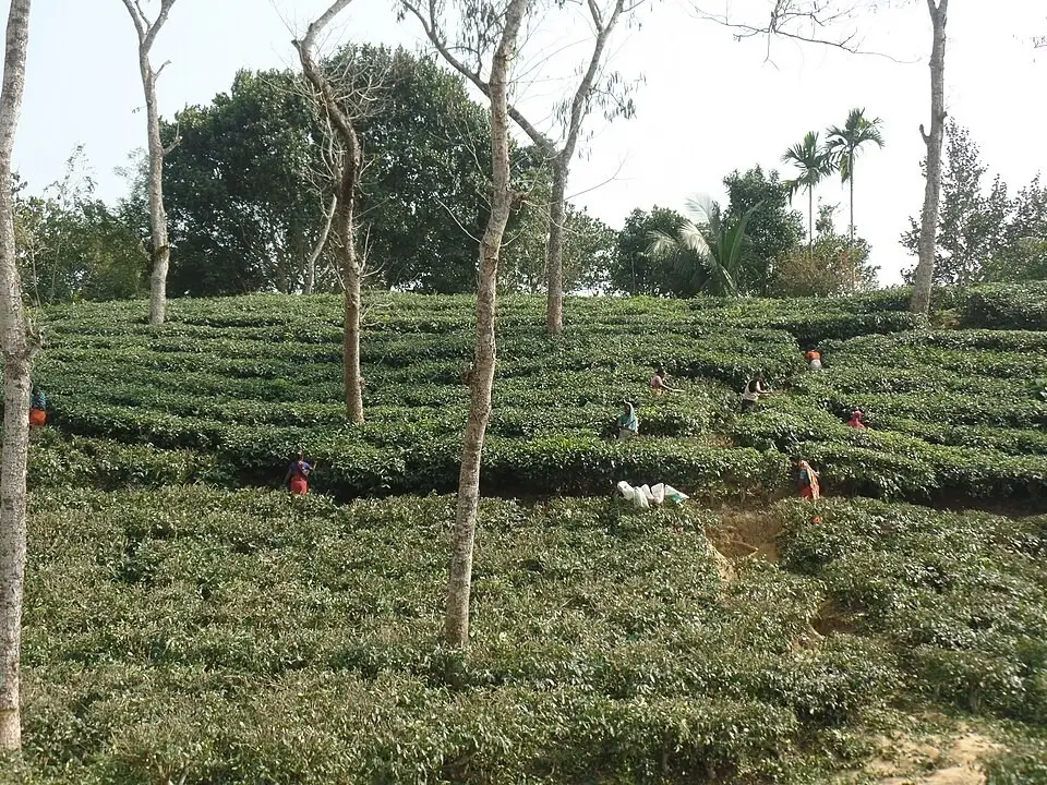 Sylhet and Srimangal