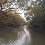 Sundarbans Tour Package from Dhaka
