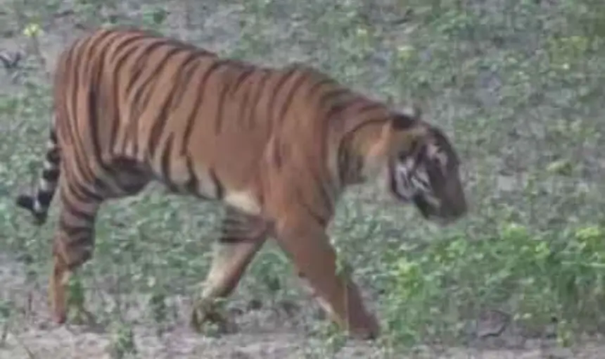 Sundarbans Tour Package from Dhaka