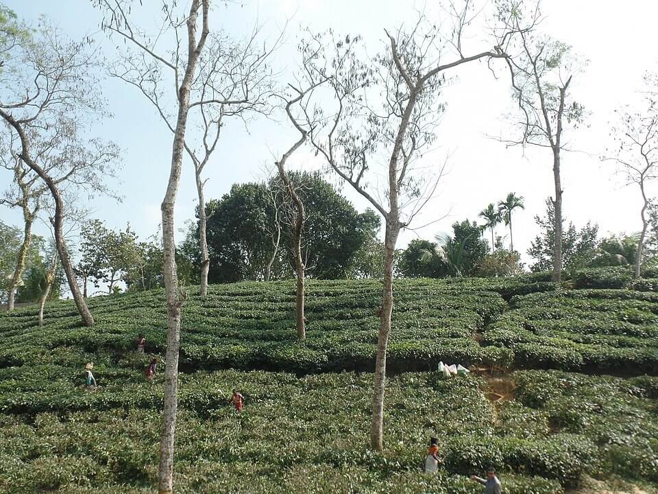 Top Destination places to visit in Bangladesh
